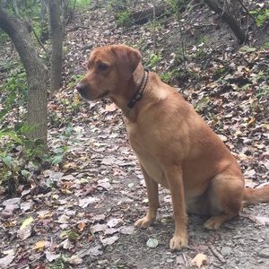 Meet your Posher, Molly